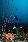 Cirrhipathes leutkeni corail fil de fer Ambiance Catherine-Bonaire Tolo-30m-20180223-Denis-ADER-DSC_7675_tn